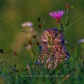 Steinkauz (Athene noctua)