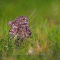 Steinkauz (Athene noctua)