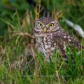 Steinkauz (Athene noctua)