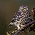 Steinkauz (Athene noctua)