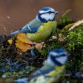 Blaumeise (Cyanistes caeruleus)