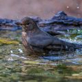 Amsel (Turdus merula) Weibchen