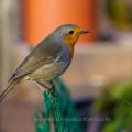Rotkehlchen (Erithacus rubecula)