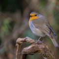 Rotkehlchen (Erithacus rubecula)