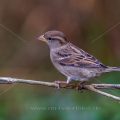 Haussperling (Passer domesticus) Weibchen