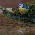 Blaumeise (Cyanistes caeruleus)