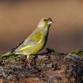 Grünfink (Carduelis chloris) Männchen