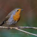 Rotkehlchen (Erithacus rubecula)