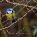 Blaumeise (Cyanistes caeruleus)