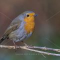 Rotkehlchen (Erithacus rubecula)