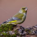 Grünfink (Carduelis chloris) Männchen