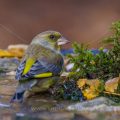 Grünfink (Carduelis chloris)