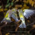 Grünfinken (Carduelis chloris) streiten sich - Kurzzeitblitztechnik