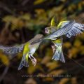 Grünfinken (Carduelis chloris) streiten sich - Kurzzeitblitztechnik