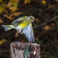 Grünfink (Carduelis chloris) - Kurzzeitblitztechnik