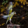 Grünfink (Carduelis chloris) - Kurzzeitblitztechnik