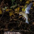 Grünfink (Carduelis chloris) - Kurzzeitblitztechnik