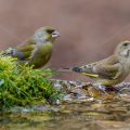 Grünfink (Carduelis chloris)