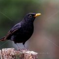 Amsel (Turdus merula) Männchen