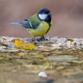 Kohlmeise (parus major)