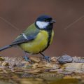Kohlmeise (parus major)