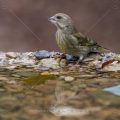 Grünfink (Carduelis chloris)