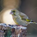 Grünfink (Carduelis chloris)