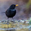 Amsel (Turdus merula) Männchen