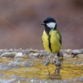 Kohlmeise (parus major)