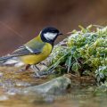 Kohlmeise (parus major)