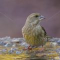 Grünfink (Carduelis chloris)