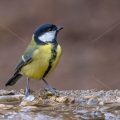 Kohlmeise (parus major)