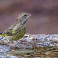 Grünfink (Carduelis chloris)