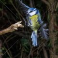 Blaumeise (Cyanistes caeruleus) - Kurzzeitblitztechnik