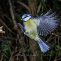 Blaumeise (Cyanistes caeruleus) - Kurzzeitblitztechnik