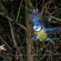 Blaumeise (Cyanistes caeruleus) - Kurzzeitblitztechnik