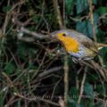 Rotkehlchen (Erithacus rubecula) - Kurzzeitblitztechnik