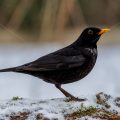 Amsel (Turdus merula) Männchen