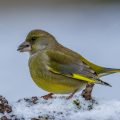 Grünfink (Carduelis chloris)