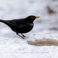 Amsel (Turdus merula) Männchen