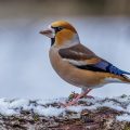 Kernbeißer (Coccothraustes coccothraustes)