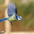 Blaumeise (Cyanistes caeruleus) - ohne Blitz ISO 5000