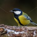 Kohlmeise (parus major)