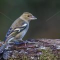 Buchfink (Fringilla coelebs) Weibchen