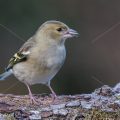 Buchfink (Fringilla coelebs) Weibchen