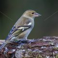 Buchfink (Fringilla coelebs) Weibchen