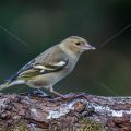 Buchfink (Fringilla coelebs) Weibchen