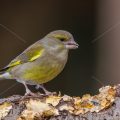 Grünfink (Carduelis chloris)