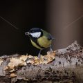 Kohlmeise (parus major)