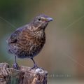 Amsel (Turdus merula) Weibchen